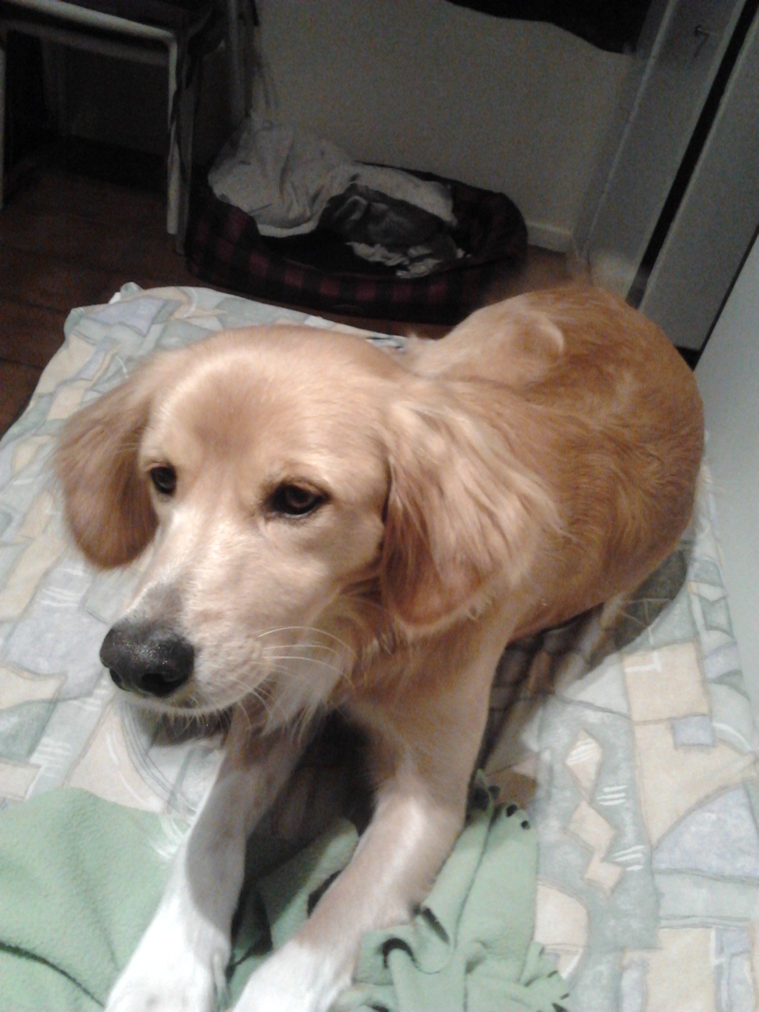 dog